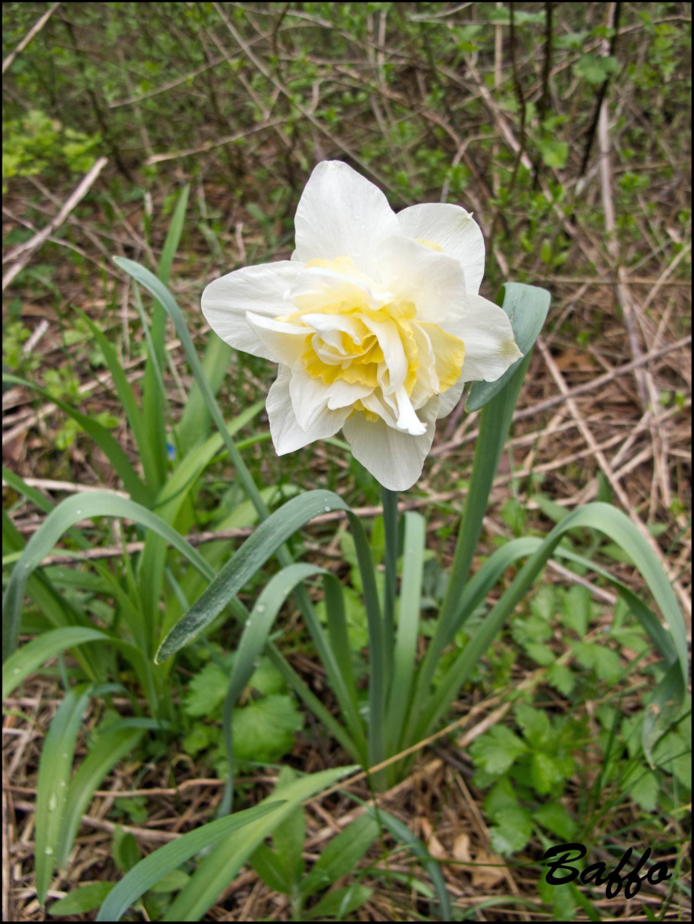 Da determinare - Narcissus sp.